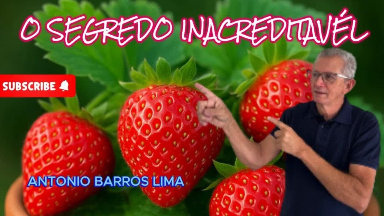 “DESCUBRA OS SEGREDOS DO MORANGO QUE NINGUÉM TE CONTOU!” TUTORIAL ...