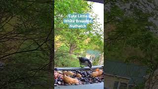 Nuthatch Zips in for a Quick Bite