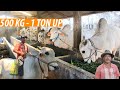 Sapi 1 Ton Persiapan Qurban 2020 || H.Suntoro