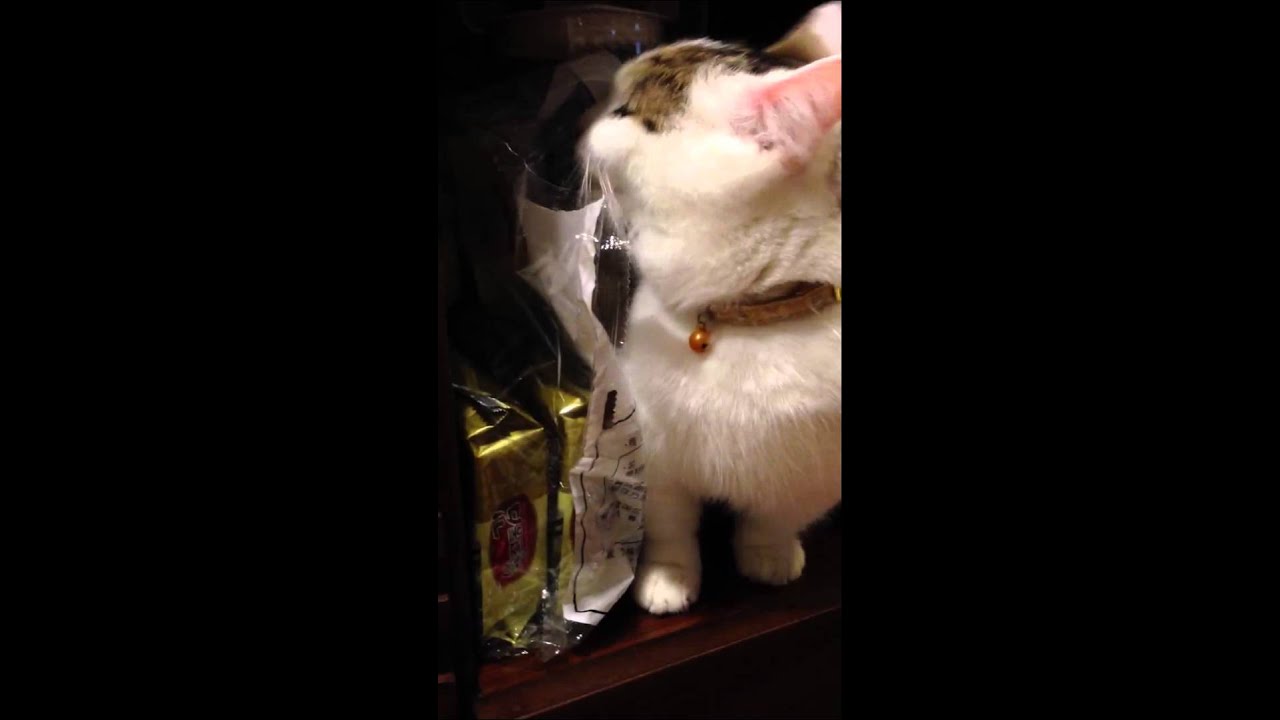 Cat licking plastic YouTube