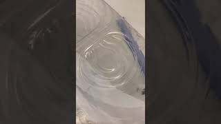 Pet Chinese Mantis Nymph Tackling Moth