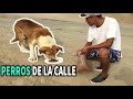 🐕ALIMENTANDO PERROS EN LA CALLE🐶