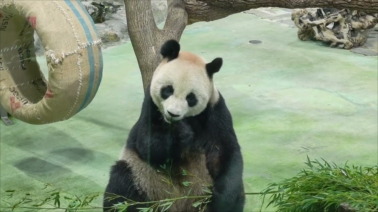 2026/02/23大年初七 圓圓經典午餐（嚴禁轉載）
