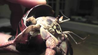 Dramatic Hermit Crab, The Hermit Planet