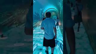  #trend #хочуврек #youtubeshorts #trending #reels #rek #shortvideo #топ #aquarium #fish