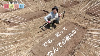 【家庭菜園】畝を高くすると〇〇が減っていく