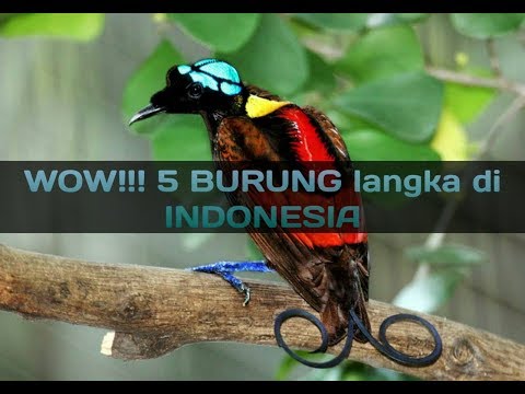 5 Burung Hampir Punah Yang Ada Di Indonesia Terlangka Youtube