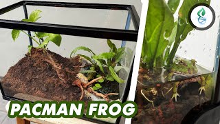 Building an Enclosure for PACMAN FROG by dna design 33,267 views 3 years ago 8 minutes, 27 seconds