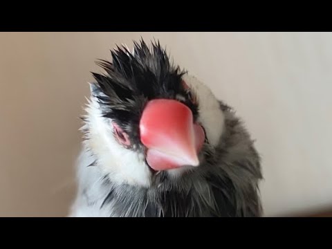 水浴び後ハリセンボンみたいになる文鳥がこちら　java sparrow