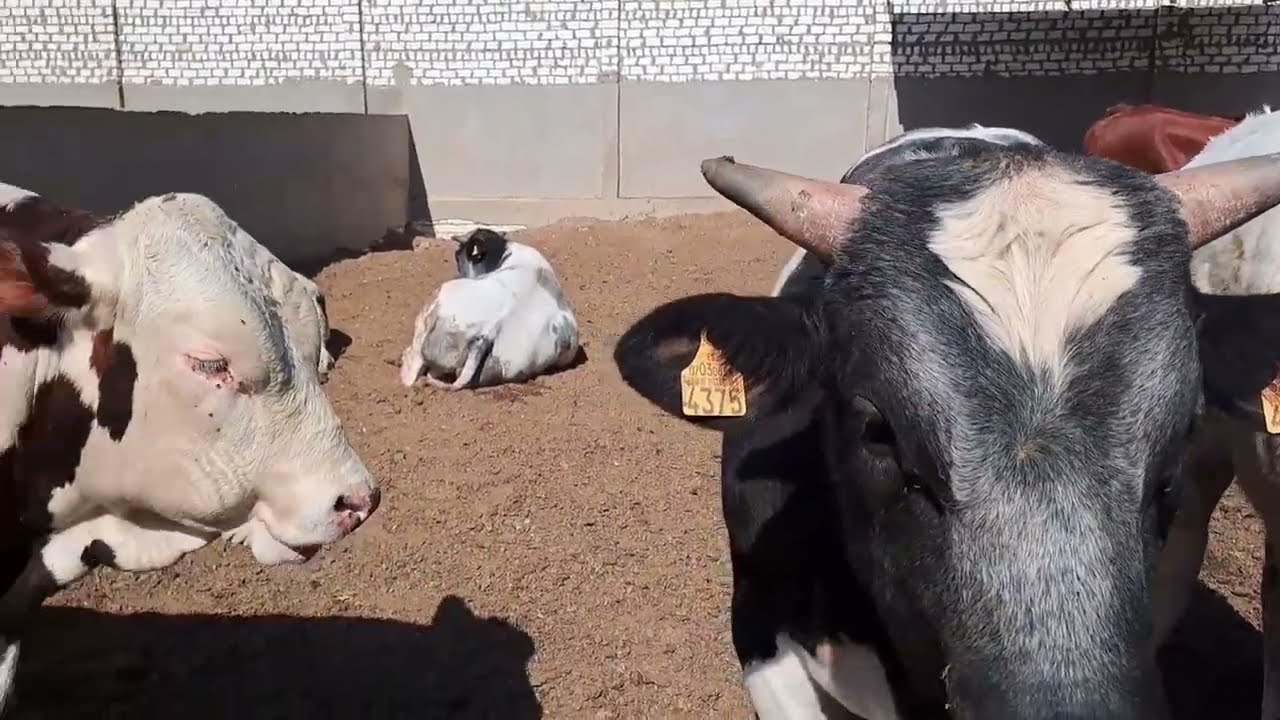 فوائد ومميزات تبن فول الصويا