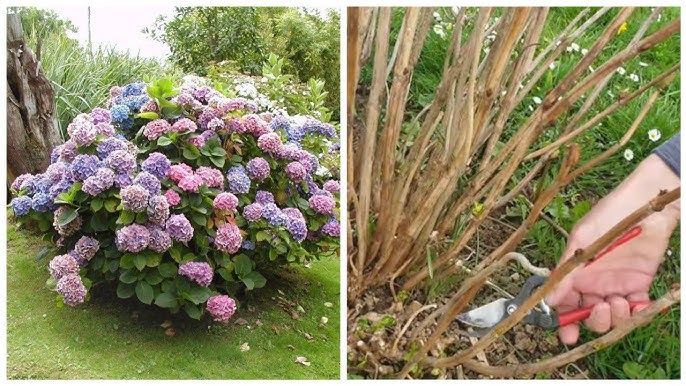 Marat Basharov bilan Yuliya filmidan jinsiy aloqa Qattiq semiz eshak