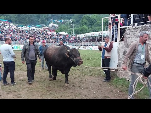 KÜÇÜK ENİŞTE / 22.08.2021 KAFKASÖR