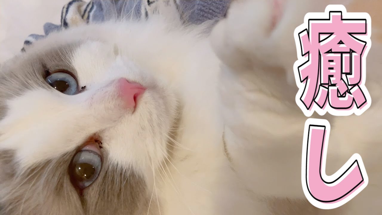 カメラ】このベッドの上の遊戯見て癒されない人いるの？【すとぷり