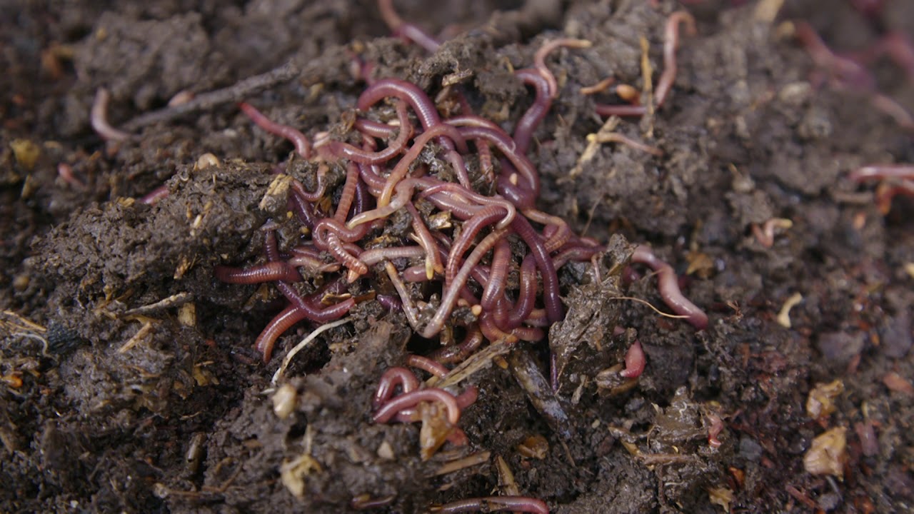 How to make your own in ground worm farm!! DIY worm farm using PVC pipe