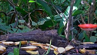 Basilisk Eats Butterfly On The Panama Fruit Feeder – May 5, 2020