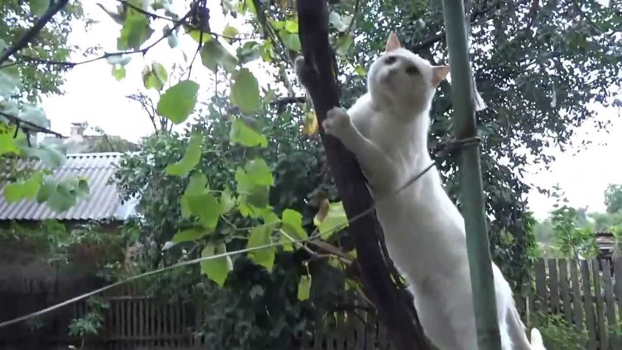 Котэ еду на машине