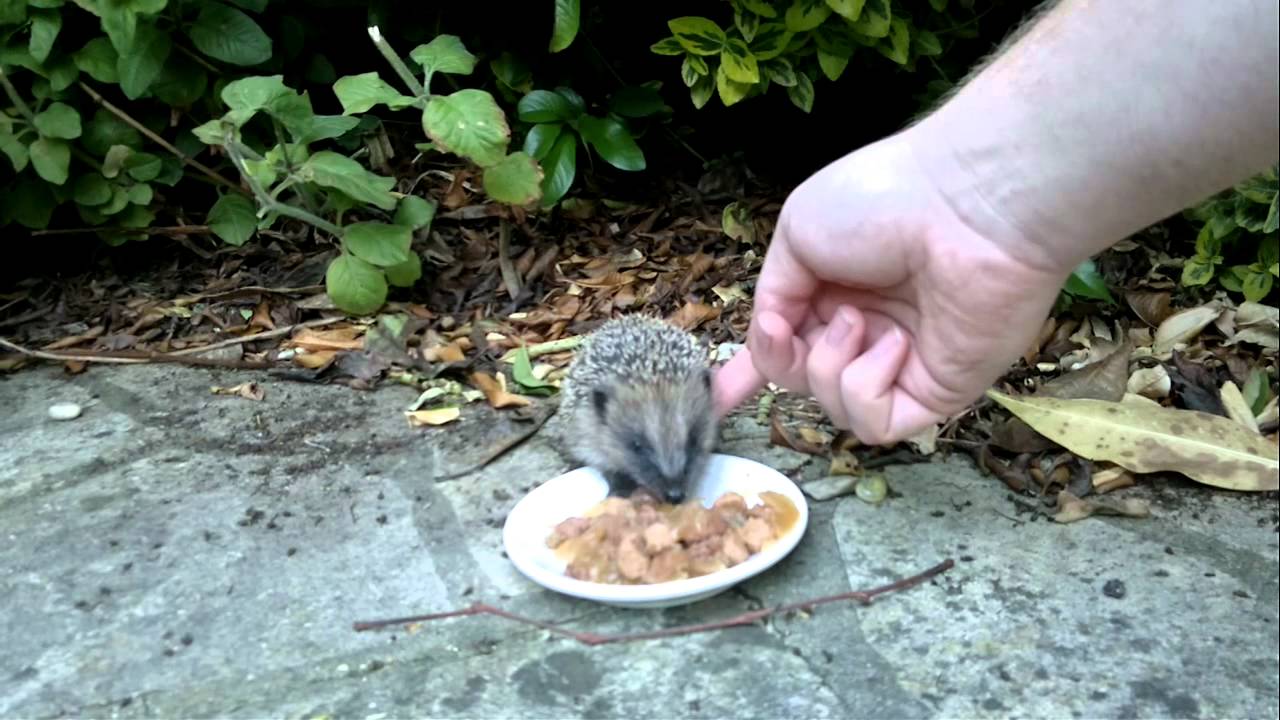 Friendly Baby Hedgehogs YouTube