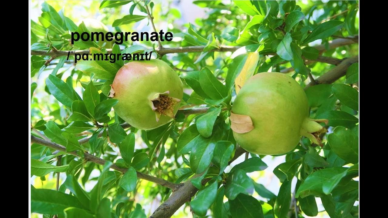 How to pronounce pomegranate YouTube
