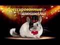 Дрессированные шиншиллы  (^ ᆺ ^) подборка