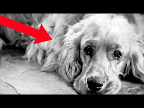 Video: Čo hľadať v dennej starostlivosti Doggie