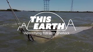 Sherlock Tool Identifies Endangered Fish
