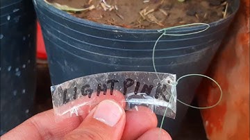 How to SAVE SEEDS | Seed Saving TIPS and EXAMPLES | DIY Plant Labels Waterproof Erasable