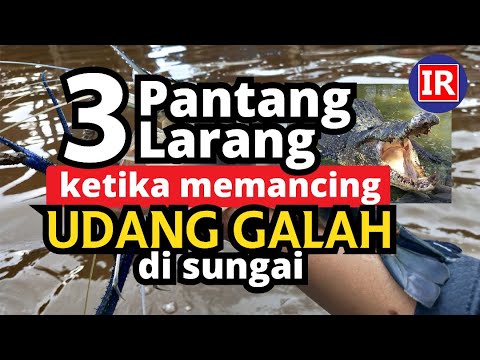 Video: Adakah udang galah kencing?