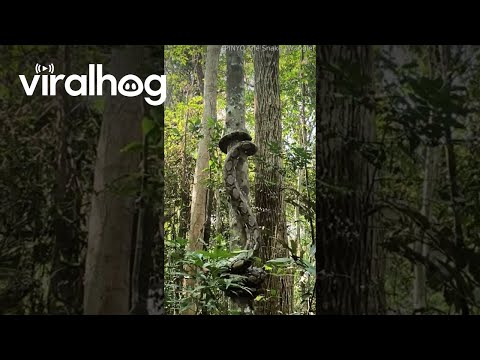 Reticulated Python Climbs a Tree || ViralHog