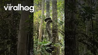 Reticulated Python Climbs a Tree || ViralHog