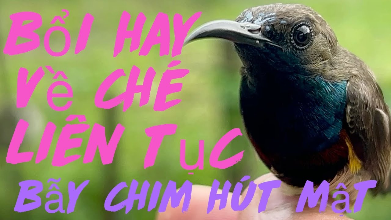 Bẫy chim hút mật 5 màu đến đúng thung củ cặp bổi già chơi rất lâu và nước đấu chém cánh quá dữ dằn