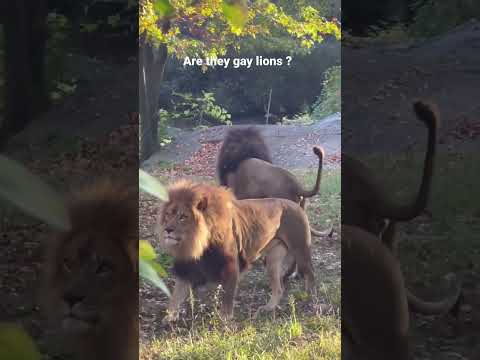 Gay lions trying to have intimacy #dangerous wild animal’s life#shorts