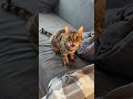 Спойлер: это ребенок, только с усами и шерстью. А еще он не спит ночью, требует еду и внимание 🐾