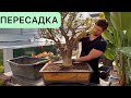 ПЕРЕСАДКА ОГРОМНОГО ДЕНЕЖНОГО ДЕРЕВА КРАССУЛА ОВАТА CRASSULA OVATA В ПЛОШКУ ДЛЯ БОНСАЙ МАСТЕР КЛАСС