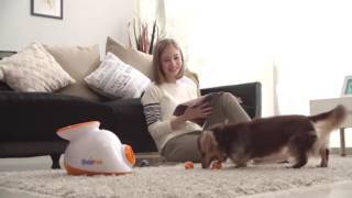 doggy fun automatic ball launcher