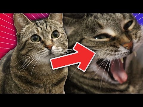 LA VÉRITÉ SUR MON CHAT !
