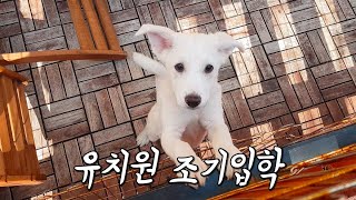 유치원 입학한 지 하루만에 짤린 아기 강아지 | [복순이 이야기 Ep.2]