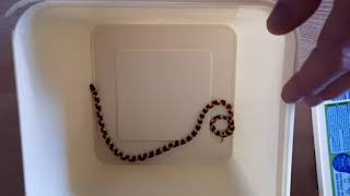 Spotted harlequin snake.