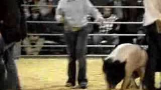 Pig Show 2