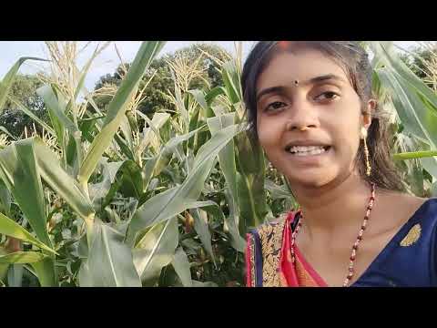 makai ke khet me mja aa gya