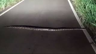 While walking on the main road at night 🐍 😲 #animals #python #night #roadtrip #road #nature