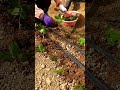 cool way to plant roses #shorts