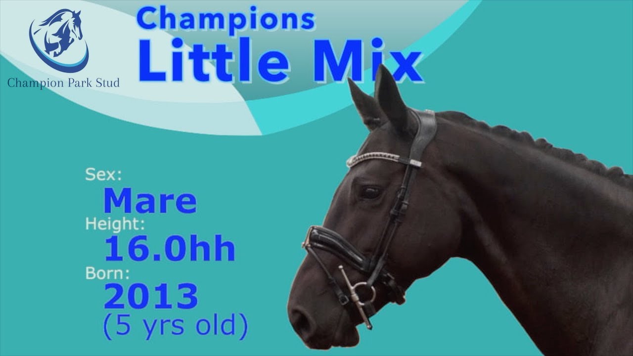 Horse For Sale Champions Little Mix YouTube