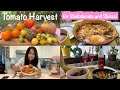 Tomato Harvest Recipes