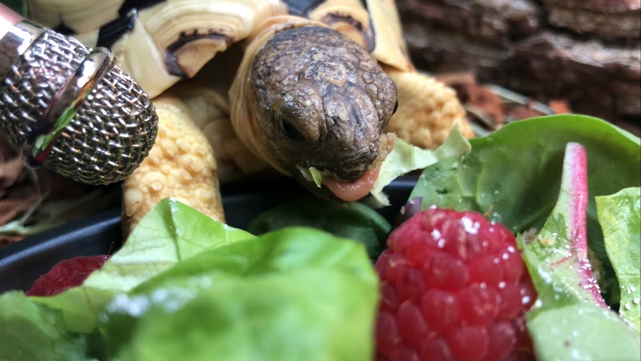 ASMR Leopard Tortoise Eating