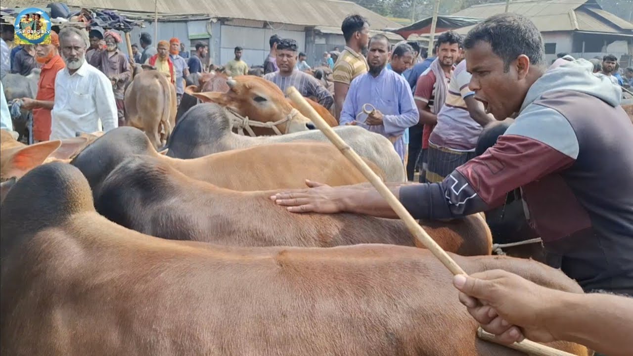 @ ৩/৩/২০২৬|| হৈ চৈ করে চট্টগ্রামের খামারীর কুরবানির ষাঁড় গরু কেনা ঠাকুরগাঁওয়ের খোচাবাড়ী হাটে||