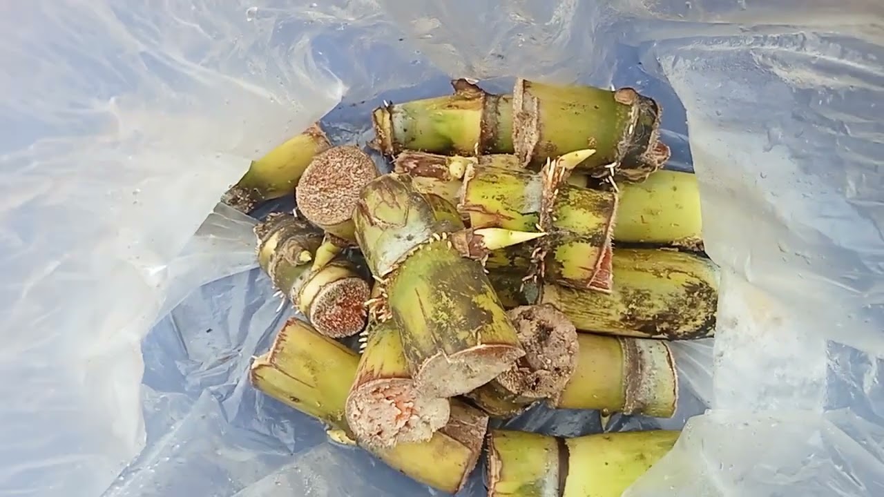 เพาะข้อตา #อ้อยเหลืองสีทองยูนาน ปลูกอ้อย ขยายพันธุ์อ้อย 