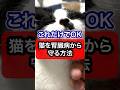 ↑詳細は上の▶をタップ👆️〜猫を腎臓病から守る方法を獣医師が解説 #猫のいる暮らし #猫のいる暮らし #保護猫 #猫 #ねこ #cat #猫好きさんと繋がりたい #ねこのいる生活 #獣医師