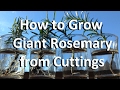 How to Grow Giant Rosemary from Cuttings 🌿
