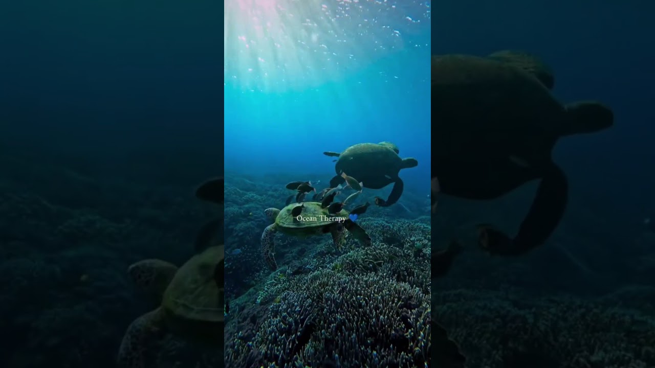 @mypersiancats4540 #cat #guitar #beach #minivlog #sea #youtube #workout #shortvideo #shortsfeed