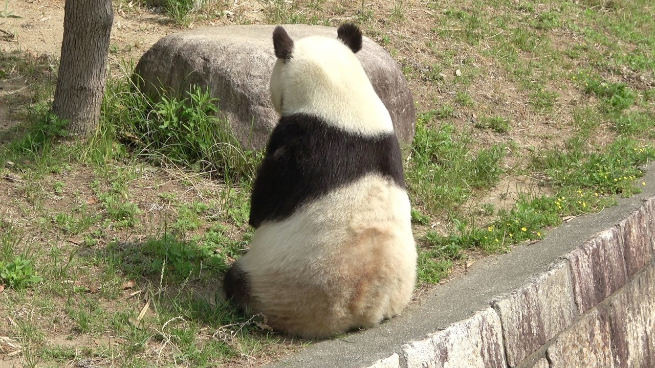 おねだりをしてやっとタケノコがもらえたタンタン♥ ずっと心の中で